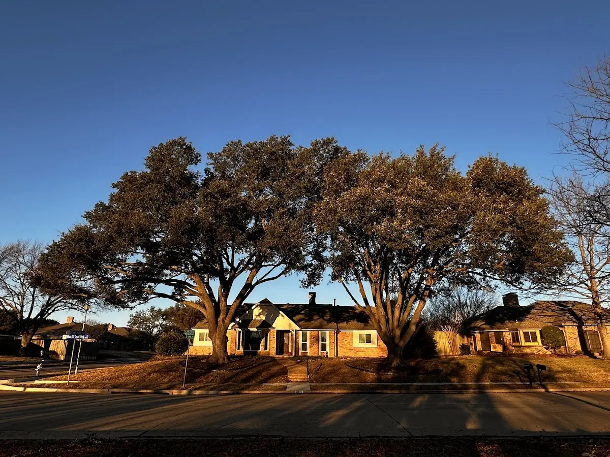 Established residential canopy tree shading a home in Canon